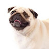 PuggoThePuggo's avatar